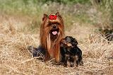 YORKSHIRE TERRIER 476
